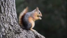 Özel: [ID: 98QExxcfaEA] Youtube Automatic