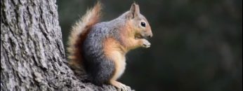 Özel: [ID: 98QExxcfaEA] Youtube Automatic