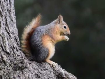 Özel: [ID: 98QExxcfaEA] Youtube Automatic