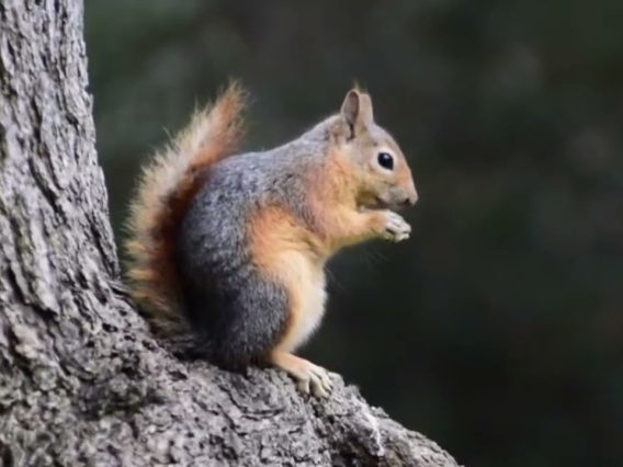 Özel: [ID: 98QExxcfaEA] Youtube Automatic