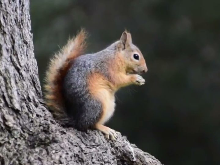 Özel: [ID: 98QExxcfaEA] Youtube Automatic